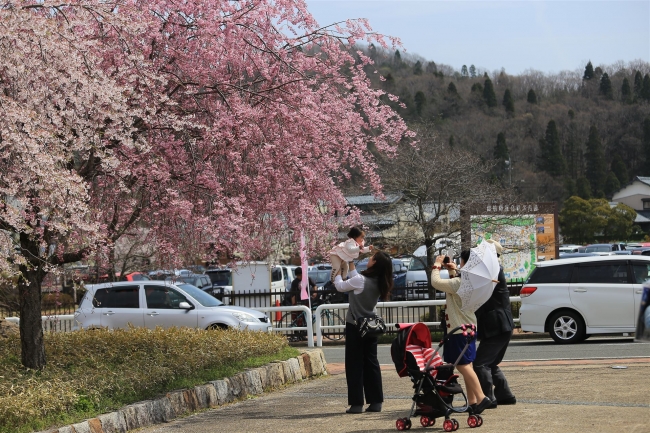 福井県越前町 越前陶芸村で桜もアートも満開に 第8回越前陶芸村しだれ桜まつり 4月14日 土 15日 日 開催 ニコニコニュース