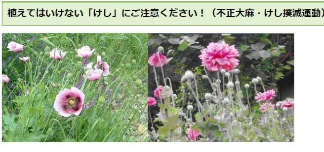 すべての美しい花の画像 驚くばかりポピー 花 麻薬