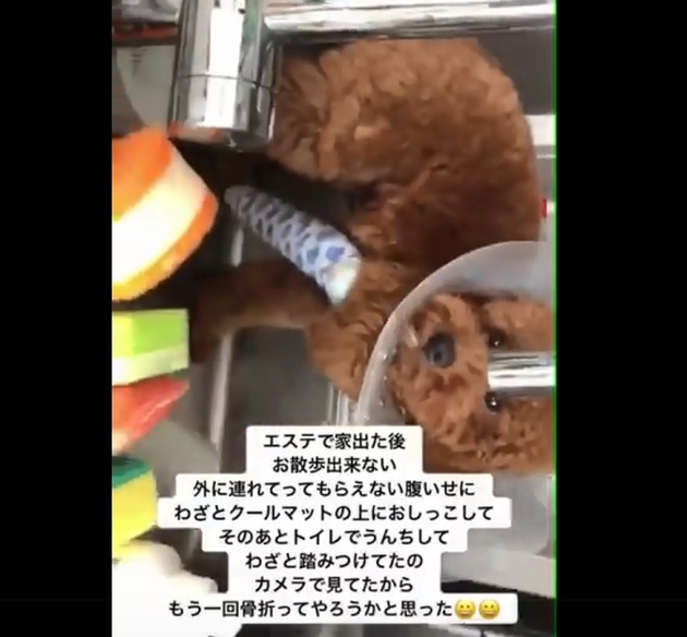 キャバ嬢が飼い犬虐待 もう1回骨折ってやろうか Snsの動画拡散きっかけで命を救われる ニコニコニュース