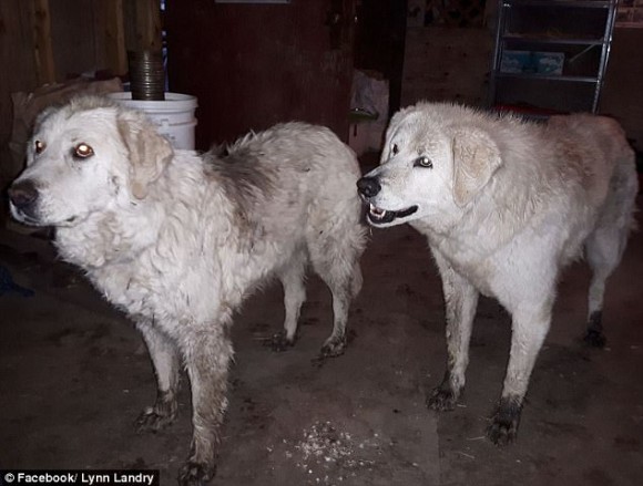 日もの長い間 山火事から90匹の羊たちを守りぬき無事生還した2匹の牧羊犬 カナダ ニコニコニュース