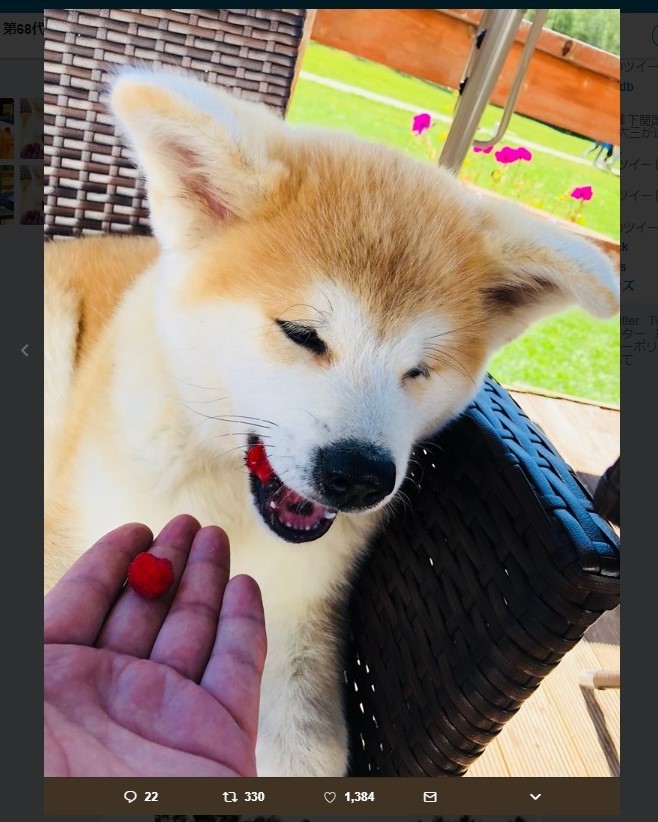 朝青龍 秋田犬 マサオ の写真を連日ツイート ザギトワの マサル といとこ同士 ニコニコニュース