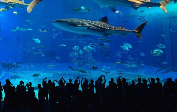 最新ジンベイザメ 食べ物 最高の花の画像