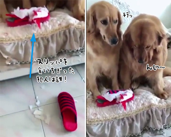俺じゃない コイツだ スリッパを食いちぎったのは誰 に対する2匹の犬の反応 ニコニコニュース
