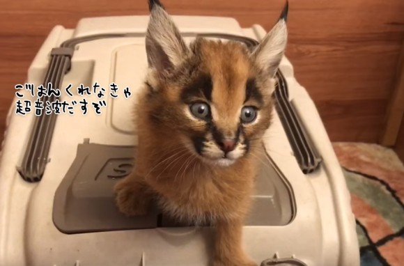 耳毛キュートなワイルドキャット カラカル の子猫 お腹がすいたとき