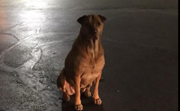 夜な夜なマクドナルドの前で食べ物をねだる犬 捨て犬か と顧客たちの同情を誘うも すべては犬の作戦だった ニコニコニュース