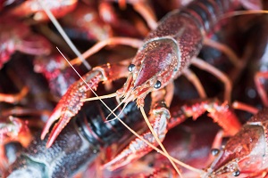 ザリガニ 寄生 虫 寄生虫 ザリガニミミズは退治できる