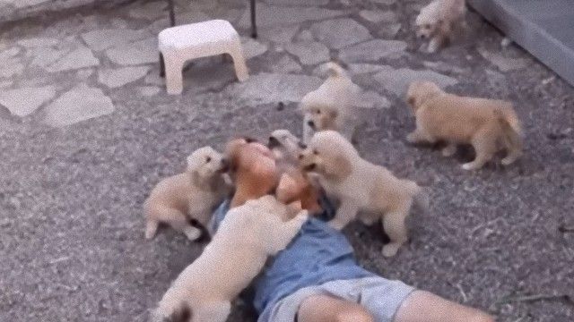 これまでで最高のゴールデンレトリバー 子供 殺す かわいい子供たちの画像