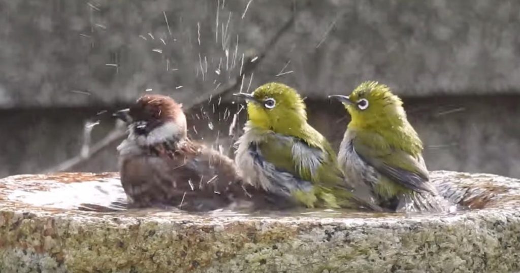 自分のことをメジロだと思っている メジロたちが水浴びをしていたら