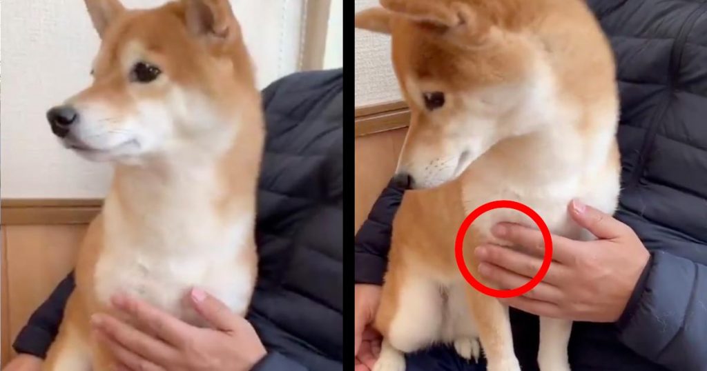 予防接種でガタガタと震える柴犬 しかし飼い主さんが マナーモードボタン を押すと震えが止まる姿が可愛すぎると話題に ニコニコニュース