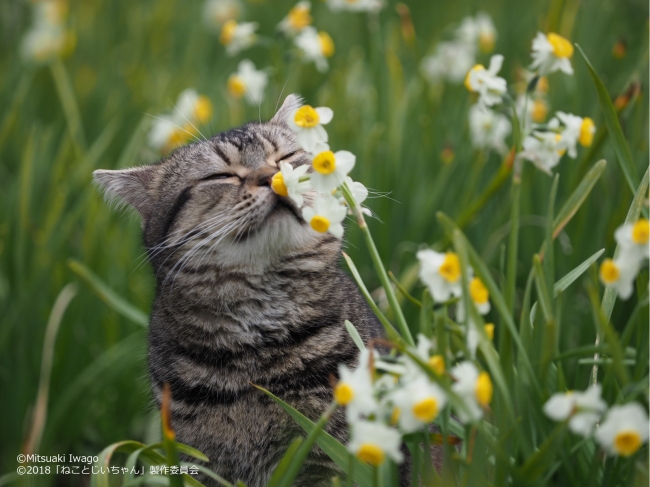 岩合光昭写真展 ねことじいちゃん 大丸心斎橋店 ニコニコニュース