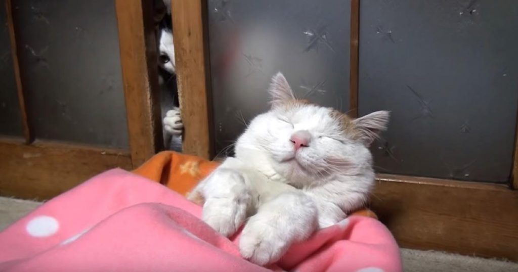 気持ち良さそうに眠る カリン様 みたいな猫 仲間猫が 開けて とお願いすると 寝ぼけまなこで思いもよらぬ行動に出て可愛 ニコニコニュース