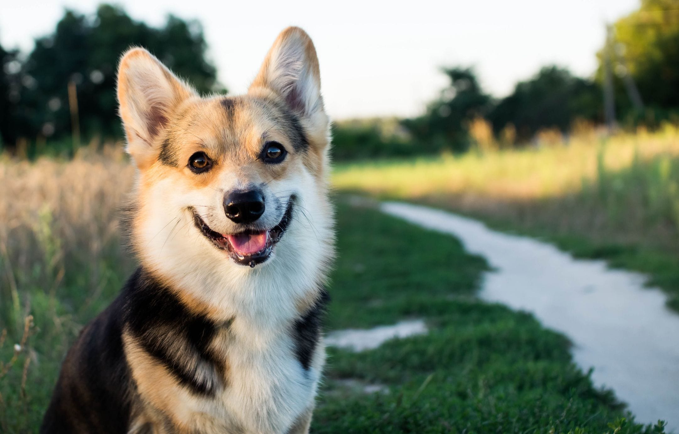 遠野なぎこ 街で見た犬の飼い主に 虐待 と激怒 その理由に 完全に正論 ニコニコニュース