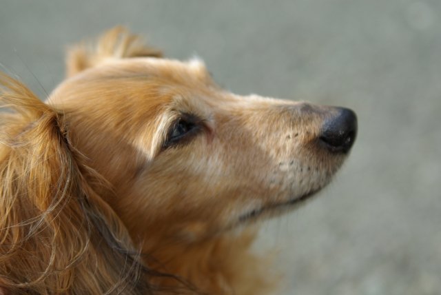 老人ホームならぬ 老犬ホーム いったいどんな施設なの ニコニコニュース