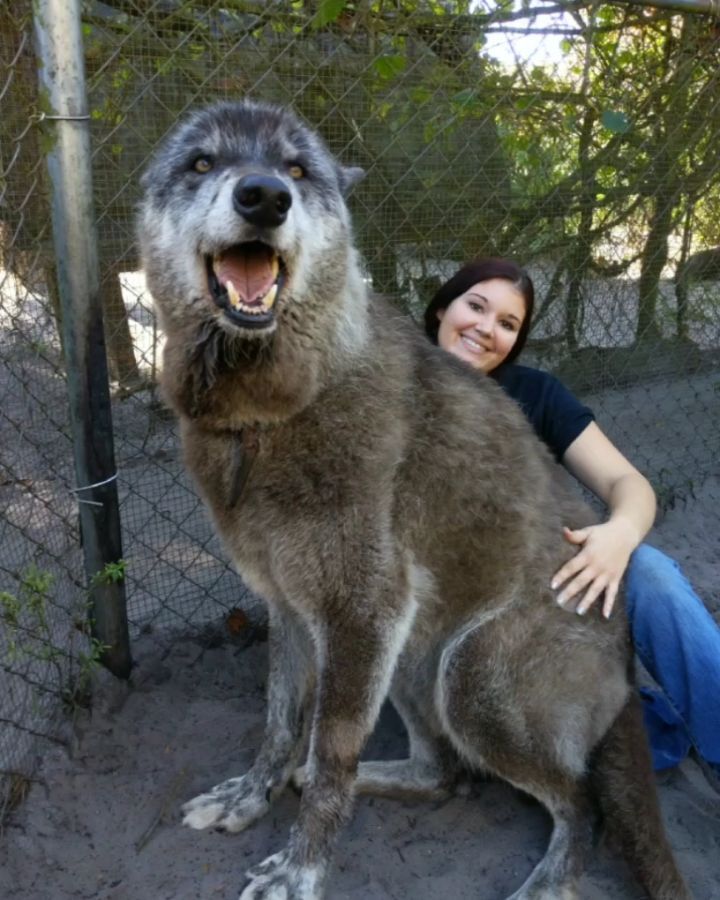 犬と思って育てたら巨大な狼だった これもうモンスターだろ