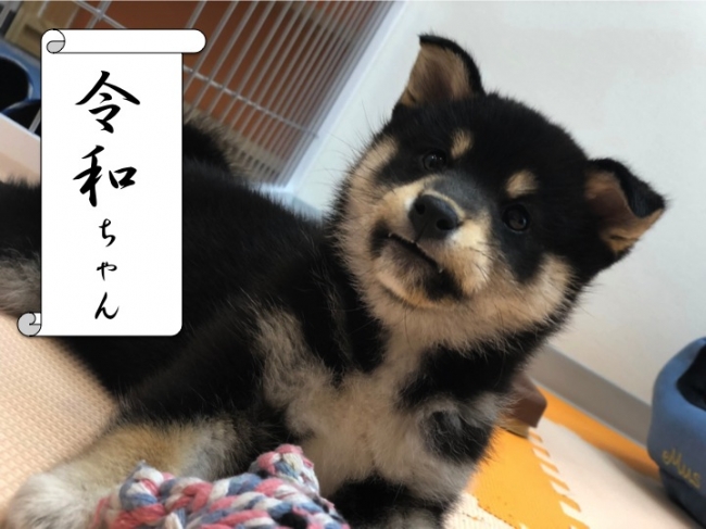 平成最後に生まれた 令和ちゃん がチビ犬界のアイドルに Newオープンのドッグカフェで 人気ナンバーワンコ 総選挙 ニコニコニュース