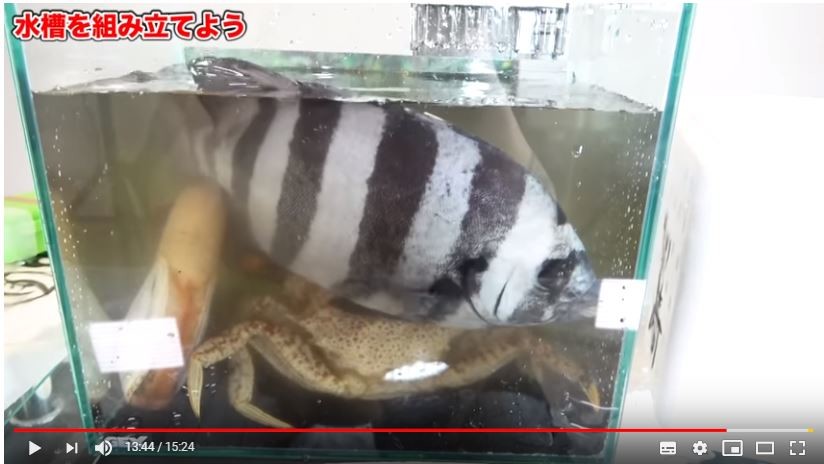 生き物が可哀想 魚で遊んでるだけ 人気youtuberのアクアリウム作りが 悪意しか感じない と炎上する ニコニコニュース