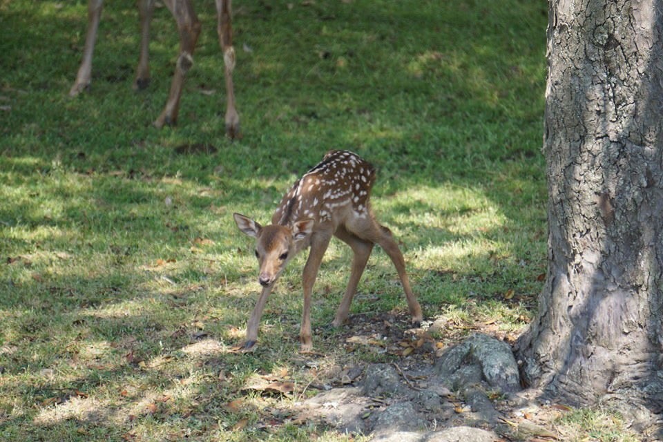 子鹿には絶対に触らないで 奈良公園でのマナー呼びかけに 初めて