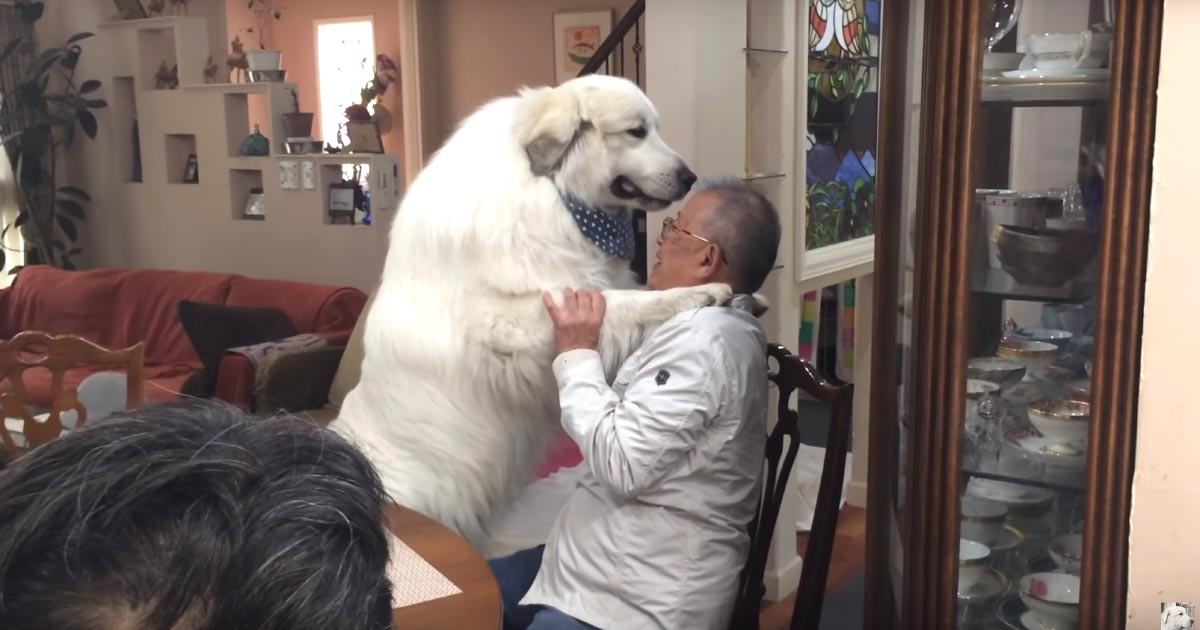 グレートピレニーズという犬 カメラ片手に 日本 カナダ生活 大型犬シロクマの育児日記 料理 菜園 アルバータ州生活なう