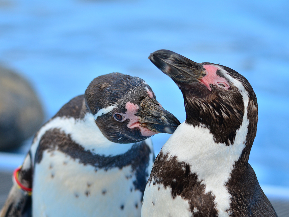 ゲイのペンギンもいます ロンドン動物園のツイートが話題 ニコニコニュース