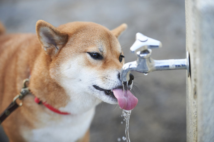 自ら体温を調節できない愛犬におすすめ 7つの熱中症対策 ニコニコニュース