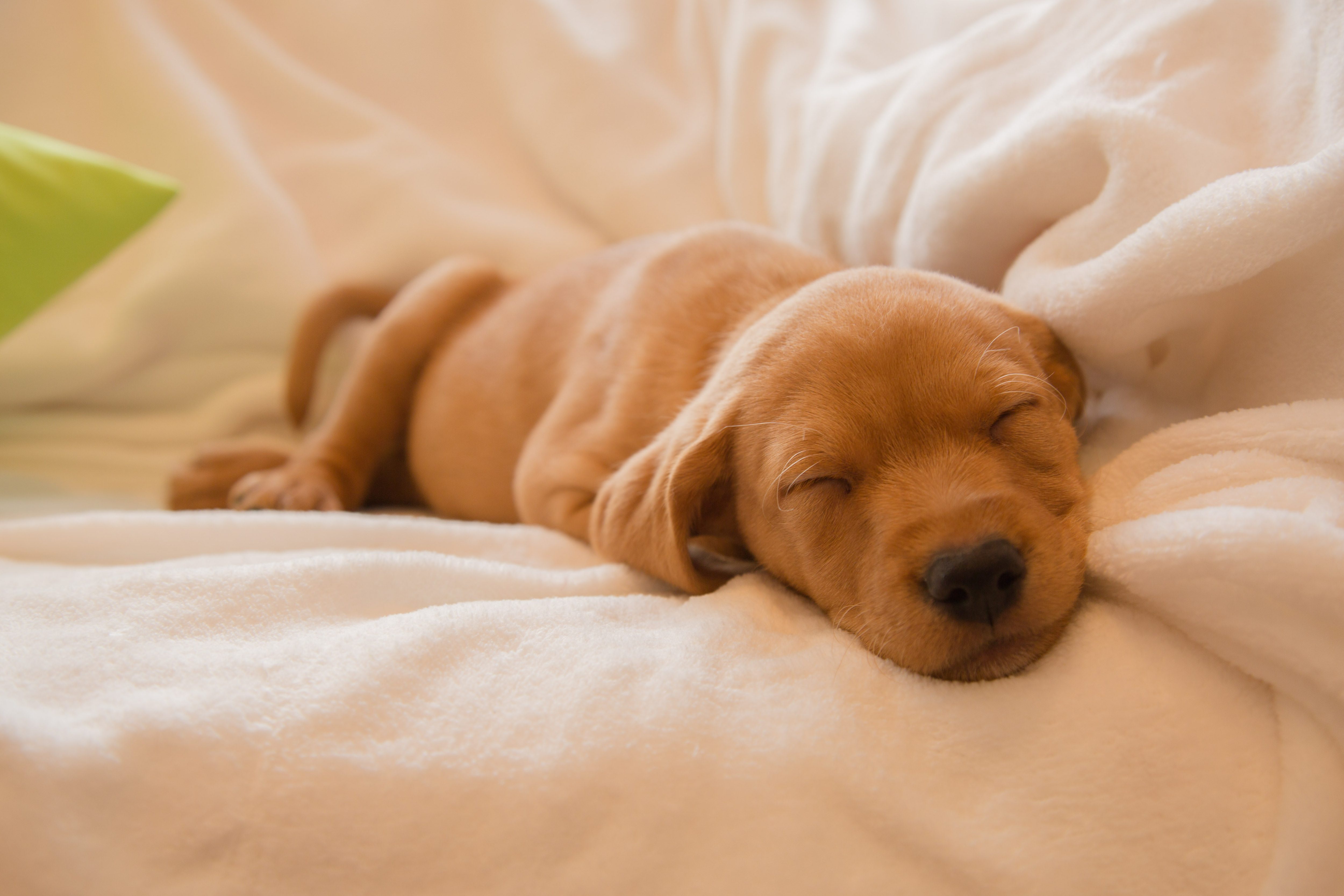 犬が増えると焼き殺していた極悪ブリーダー 買った犬が病弱 苦情も ニコニコニュース