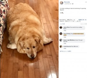 綺麗なゴールデンレトリバー 子供 死亡 かわいい子供たちの画像