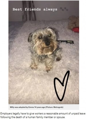 14年ともにした愛犬が死に 傷心で休暇申請した女性が解雇される 英 ニコニコニュース