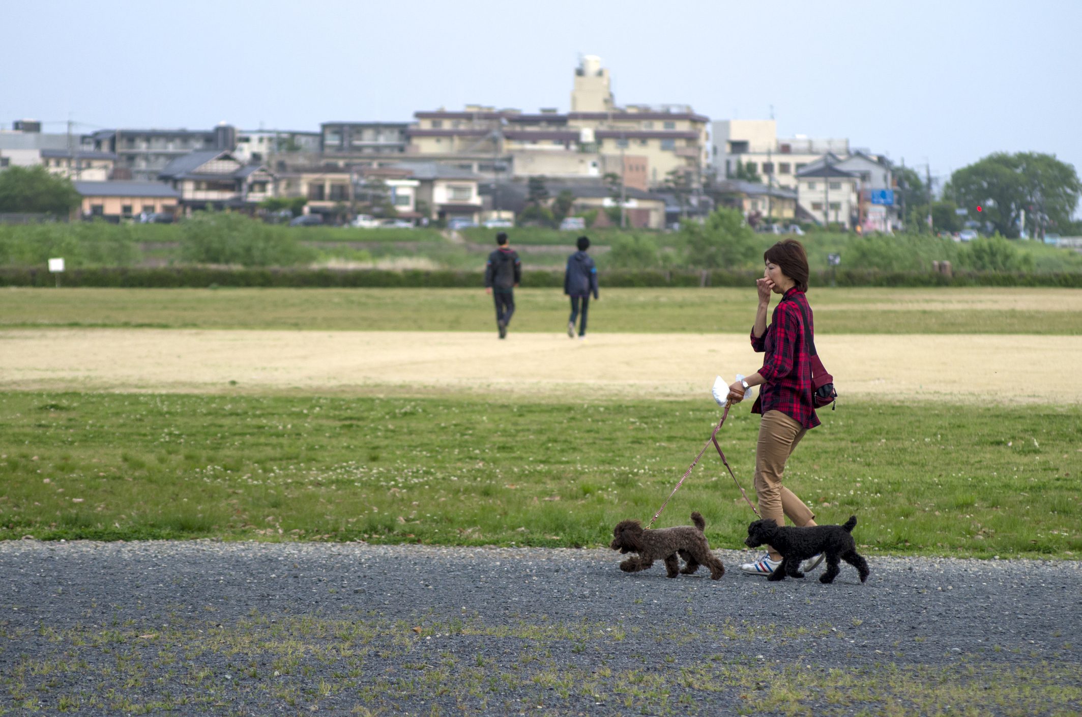 進む 犬税 の導入 歩道の清掃や排泄物の浄化処理費用に充当 ニコニコニュース