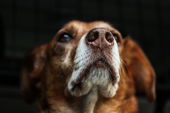 犬はニオイを嗅ぐだけで飼い主の恐怖心を感じ取ることができる イタリア研究 ニコニコニュース