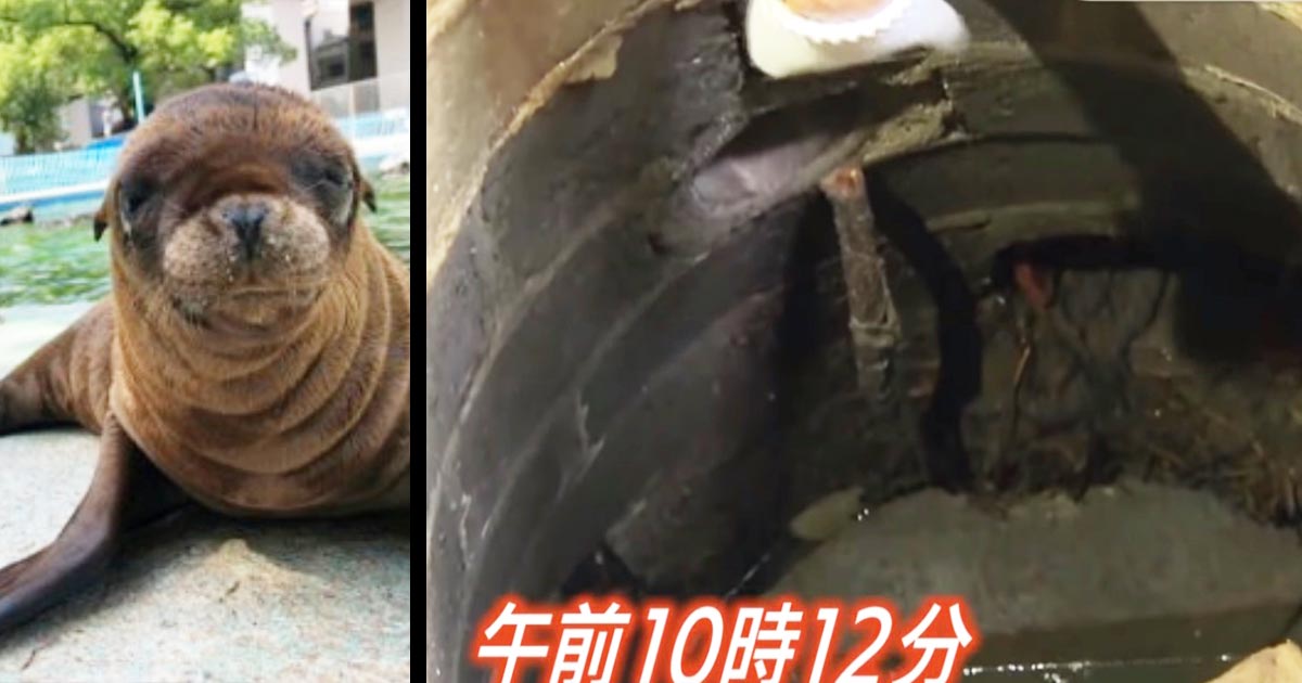 大阪 諦めていた 本当に良かった 行方不明だったアシカの赤ちゃん 6日ぶりに下水道の中で無事発見される ニコニコニュース