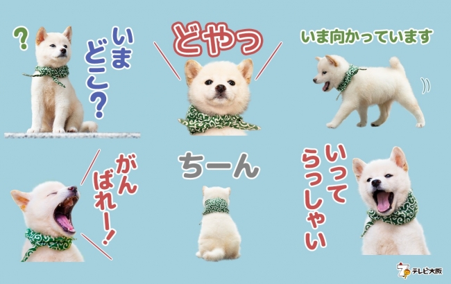 豆助のlineスタンプが出ました 二代目和風総本家のマスコット犬 二十三代目豆助がlineスタンプに 番組では見られな ニコニコニュース