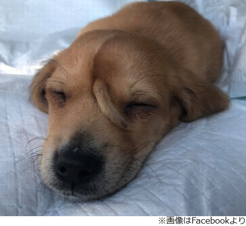 額にしっぽ ユニコーン犬 が話題に ニコニコニュース