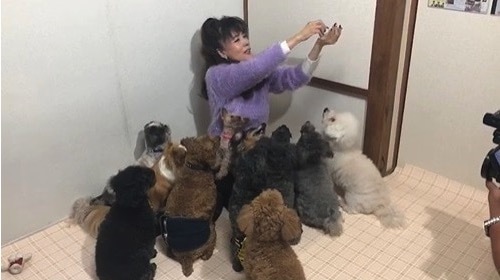 小柳ルミ子 犬に囲まれる動画を公開 犬の番組に出た い ニコニコニュース