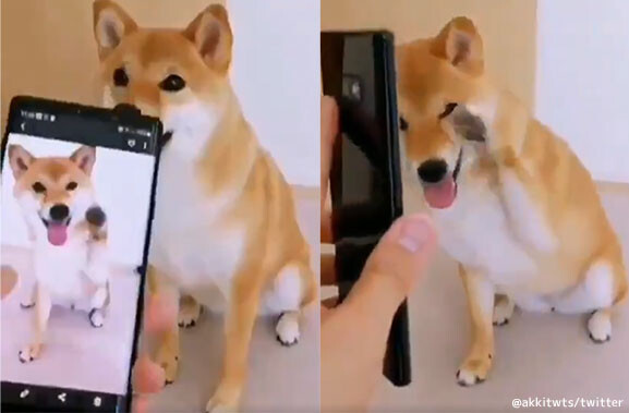 これはかわいい スマホに撮った自分のポーズと同じポーズをする犬 ニコニコニュース