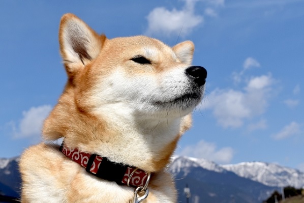 上司にしたい動物 ランキング1位は 犬 2位は ライオン という結果に ニコニコニュース