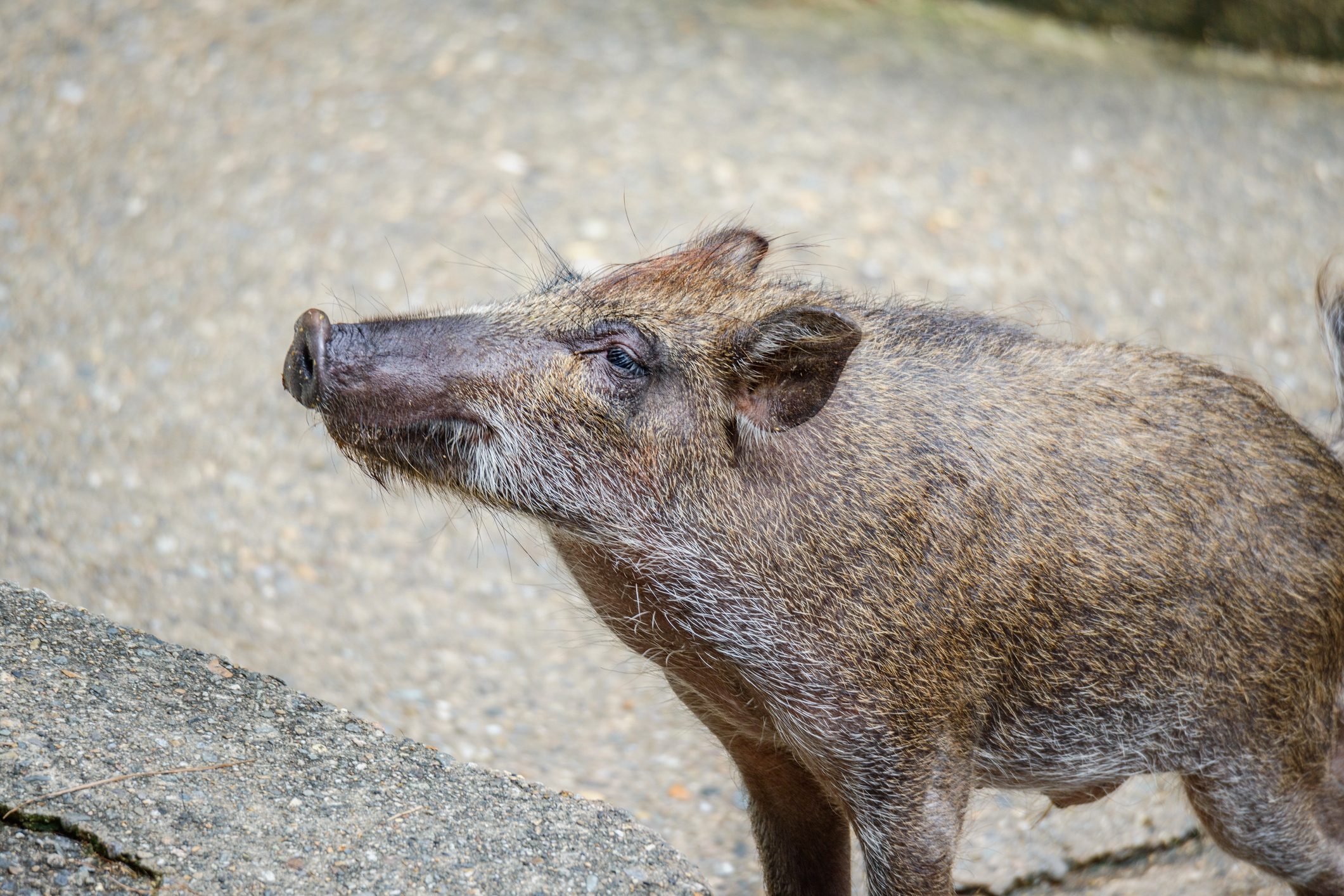 ダレノガレ明美 イノシシ殺さないで に賛否 被害状況を聞いてみると ニコニコニュース