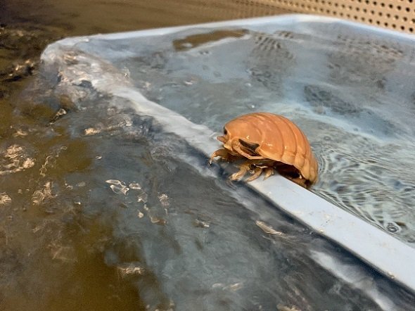 オオグソクムシの 半身浴 がシュールでかわいい どういう状況なの 水族館に聞いた ニコニコニュース