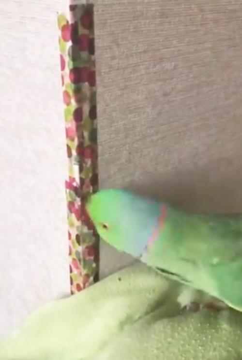 インコが壁紙に貼ったマスキングテープに大興奮 動画ツイートに 鳴き声やばい 笑っちゃいました の声 ニコニコニュース