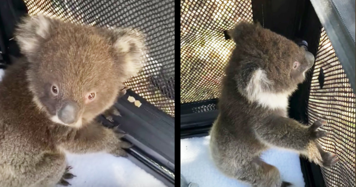 オーストラリア 森林 火災 コアラ