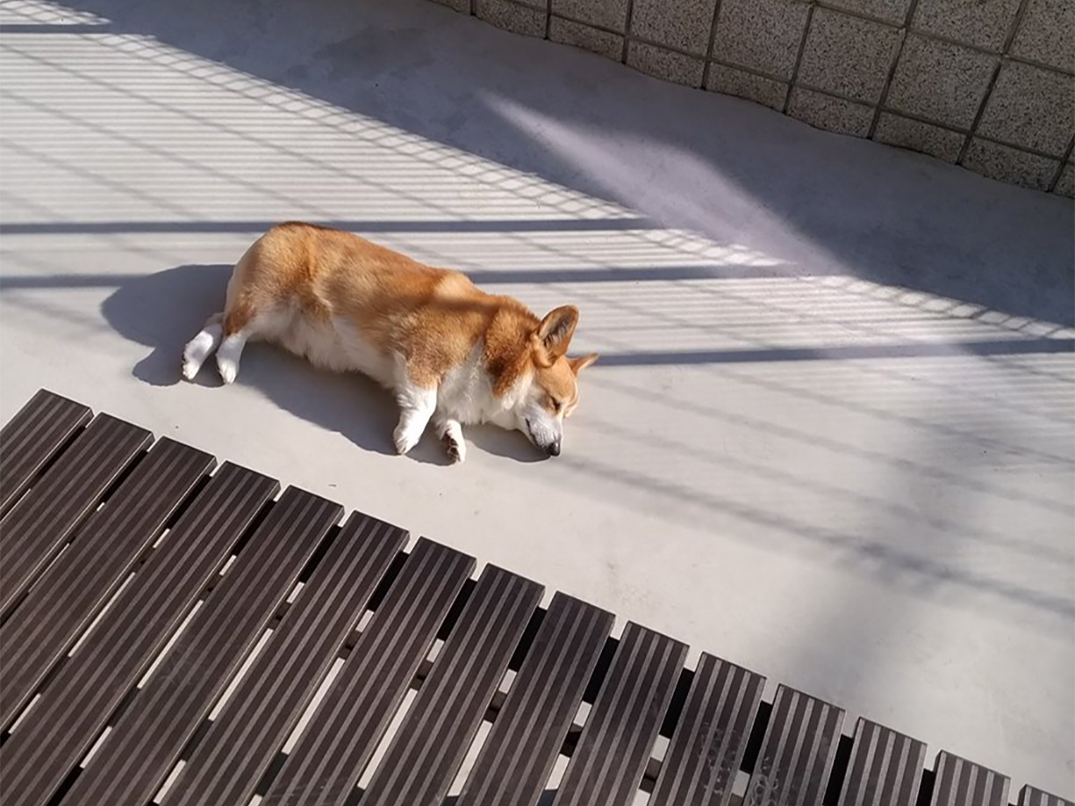 ちゃんと両側を焼いてる コーギー犬のお昼寝を写した１枚が 話題 ニコニコニュース