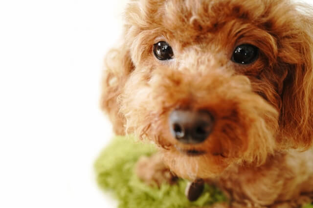 人気犬種ランキング トイ プードル が連覇 トップ5に チワワ 柴犬 など ニコニコニュース
