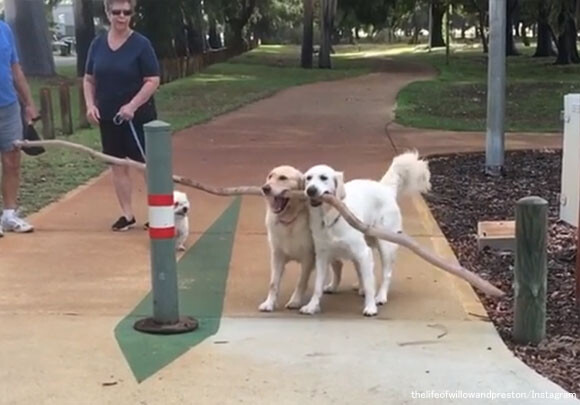 一緒ならうまくいくよ 長すぎる棒が運べない犬を助ける犬 ニコニコニュース