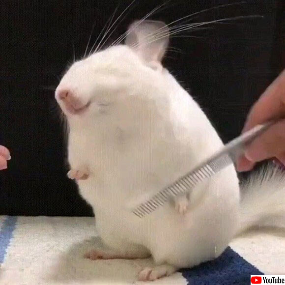 ラブリー チンチラ イラスト リアル 三洋ガメッツ