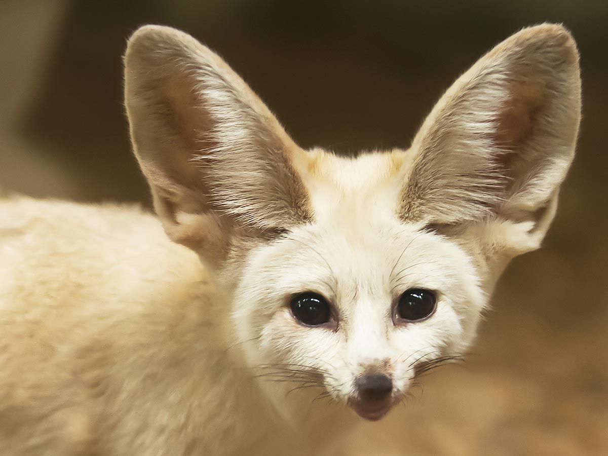 フェネックが全力で飼育員をお手伝い その姿がかわいい お掃除がんばるぞーうおおお ニコニコニュース