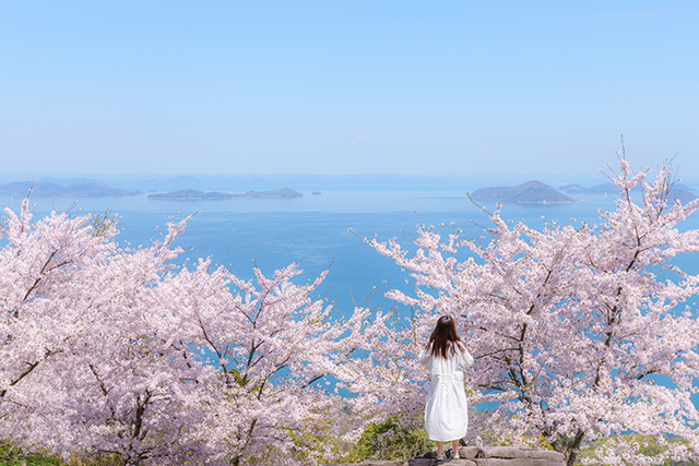 お花見特集 瀬戸内を望む山に広がる幻想的な桜景色 紫雲出山 ニコニコニュース