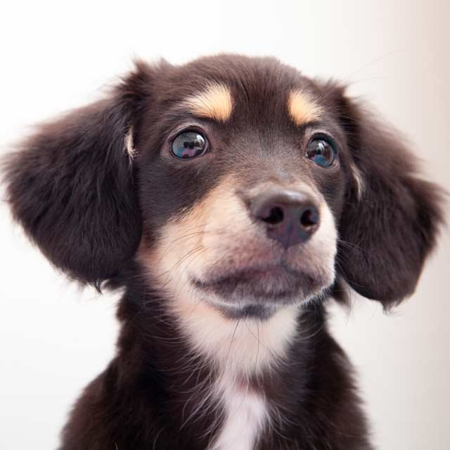 犬の鼻が湿っているのは元気な証拠なのか 家庭犬訓練士に聞いてみた ニコニコニュース