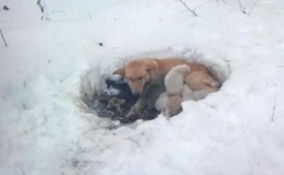 雪に穴を掘り6匹の子犬を寒さから守ろうとした母犬 アメリカ ニコニコニュース