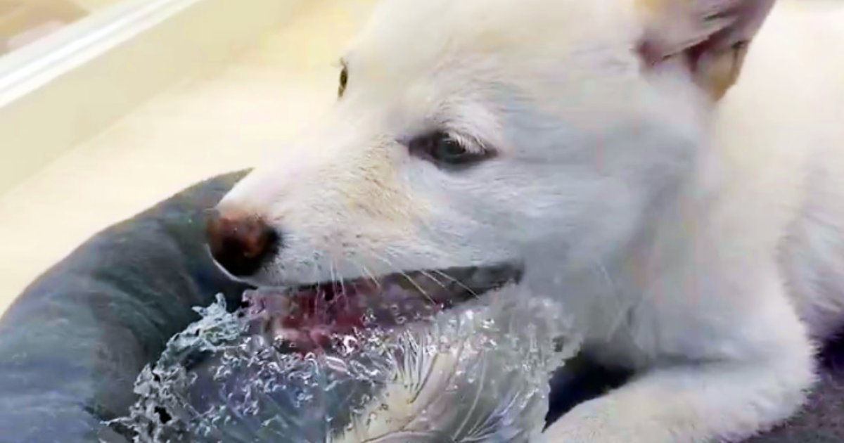 プラスチックの皿を食べてしまっているペットショップの子犬 注意する