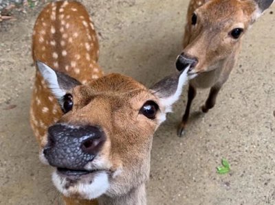 奈良のシカ 観光客激減で街に出没 中国ネット 中国人の影響の大きさ