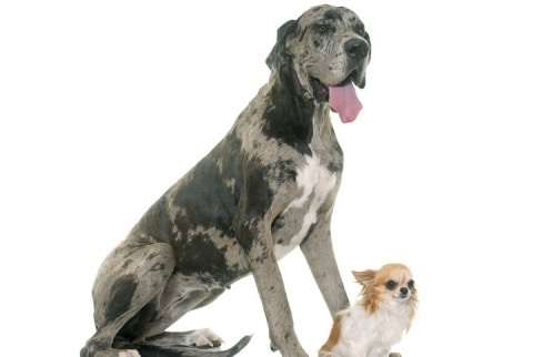 放し飼いの大型犬 孫を噛んで死なせる 責任を問われるのはだれ ニコニコニュース